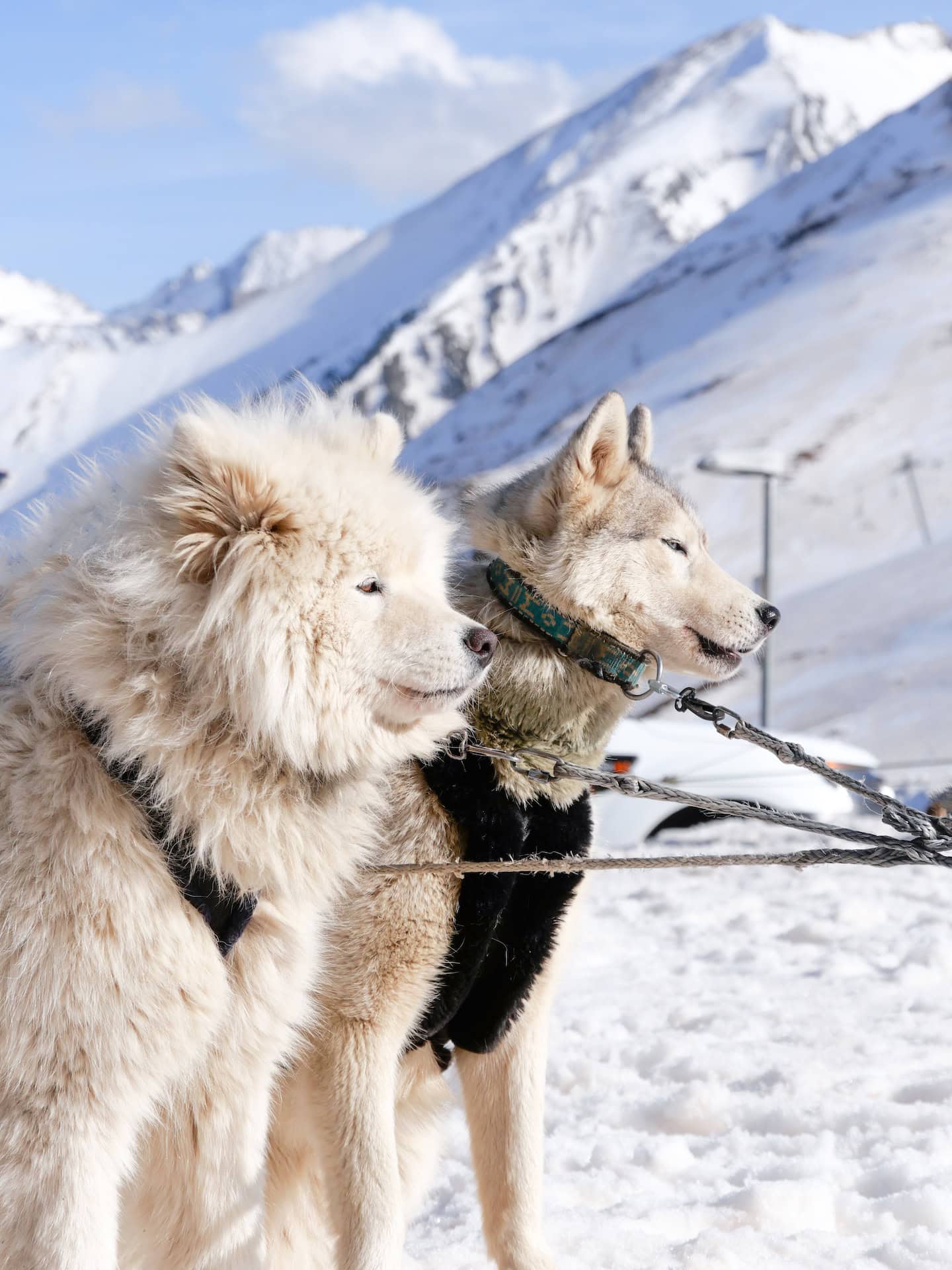 Les huskies attendent le départ de la balade en traîneau