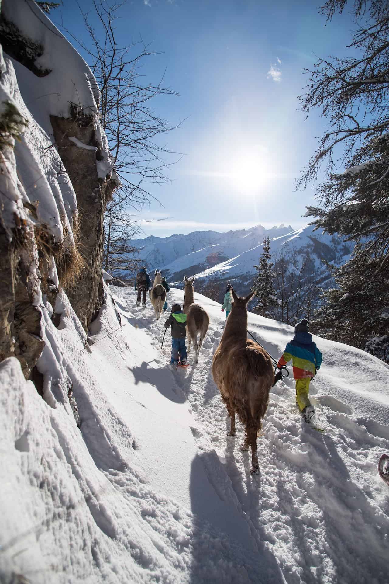 Les lamas, fidèles partenaires pour une balade en douceur